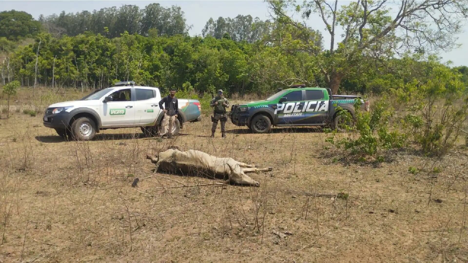 Imagem de compartilhamento para o artigo Fazendeiro é autuado por maus-tratos após 500 bois serem encontrados desnutridos em Água Clara da MS Todo dia